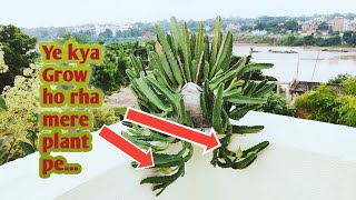 28 August 2024 vlogFinally itne din Baad kuch new dikha  Stapelia Plant on full growth [upl. by Wicks462]