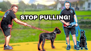 TRAIN ANY PUPPY TO WALK amp HEEL NEXT TO YOU  Cane Corso Puppy OffLeash [upl. by Jar341]