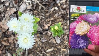 How to Grow Asters from Seed  From Seed to Blooms [upl. by Malynda]