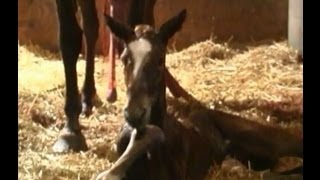 Horse Giving Birth Mare Having Baby Foaling [upl. by Tedmund]