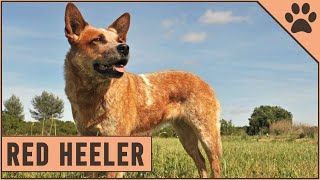 Red Heeler Dog Breed  The Australian Cattle Dog [upl. by Halian629]