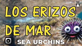 LOS ERIZOS DE MAR  SEA URCHINS [upl. by Ongun316]