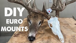 European Deer Skull Mount DIY Bright White Skull Every Time HOW TO [upl. by Chap]