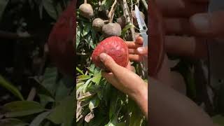 Annona reticulata fruit fruit shorts trending viral [upl. by Patrick119]