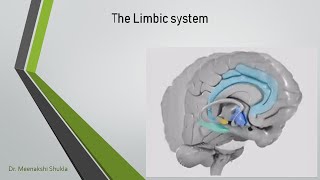 Limbic System लिम्बिक सिस्टम [upl. by Quartis]