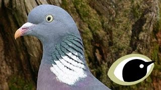 BTO Bird ID  Pigeons [upl. by Ahsurej]