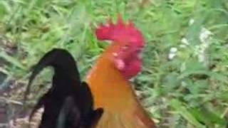 Red Junglefowl in Singapore  Feeding [upl. by Dunc]