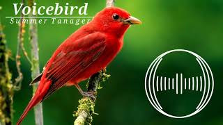 Summer tanager bird song [upl. by Berg]