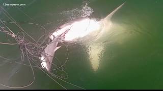 Two great white sharks spotted off the Va Beach coast [upl. by Alene919]