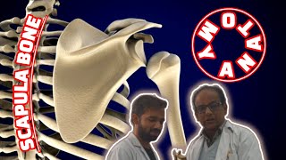 lecture1 Scapula bone 🦴 by jaadugar of Anatomy 🧑‍🏫✨🧑‍⚕️ lecture anatomy doctorlife viralvideo [upl. by Girardi67]