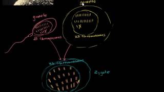 Fertilization terminology gametes zygotes haploid diploid  MCAT  Khan Academy [upl. by Hatfield]