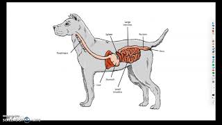 Monogastric Digestive System [upl. by Lubin]