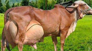 Highly Milking Biggest Udder Gir Cow Breed of India  60 Litters milk of Gir Cow [upl. by Corine]