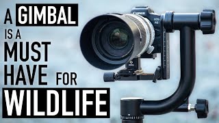 Why You Need a Gimbal Head for Wildlife Photography [upl. by Putnem]