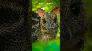 Mouse Deer aka Indian spotted chevrotain Moschiola indica mouse deer indianwildlife [upl. by Picker353]