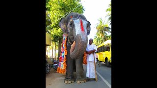 Temple elephant andal talkingTempleelephantandaltalkingsrirangamsrirangamandal [upl. by Anayt271]