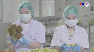 Agro industry CMU ตอน Ready to eat fresh salad Final [upl. by Thorley]