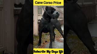 Cane Corso Dog Price shorts dog [upl. by Latnahs988]