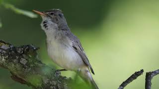 Olivetree warbler singing [upl. by Milissent963]