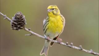 canto verdecillo serinus  Chant Serin Mozambique [upl. by Janela]