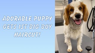 Cocker SpanielGolden Retriever Puppy Gets Groomed [upl. by Tenn213]