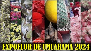 Expoflor de Umuarama 2024 [upl. by Ahcim]