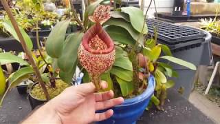 Extreme Nepenthes Pitchers [upl. by Heady235]