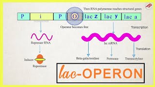 Lac operon and lac operon work and Jacob and monod model [upl. by Naneek873]