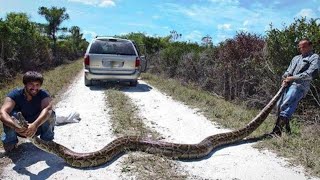 5 COBRAS GIGANTES CAPTURADAS parte 2  Mais Curiosidades [upl. by Dahij273]