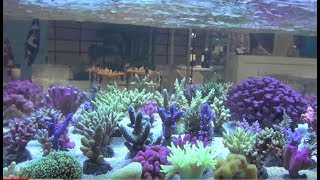 Meerwasser Korallenzucht  Coral System 14 Interzoo 2016 [upl. by Albrecht]