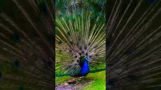 peacock Dance videos  ghunghru bandh Li peacocks peacockdance youtubeshorts shortvideo [upl. by Bannister]