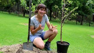 PlantNet  How to plant potted fruit trees [upl. by Larred]