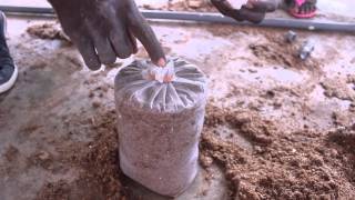 Oyster Mushroom Farming at the Kumasi Institute of Tropical Agriculture KITA  Peace Corps Ghana [upl. by Adiv735]