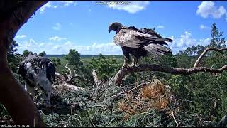 Golden Eagle Nest Soomaa Estonia 20240612 [upl. by Cacie229]