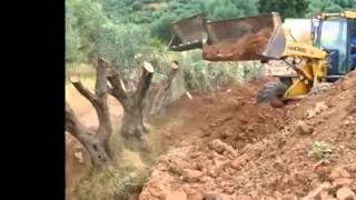 Transplanting of Olive Trees for the railway line construction [upl. by Naivatco]