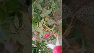 Natural beauty  Nature lover  Botanical garden  Natural flower  Pink rose  Natural things [upl. by Llenyt]