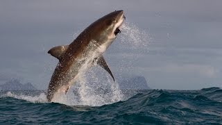 Great White Shark Breach  Natural Born Thrillers [upl. by Iamhaj]