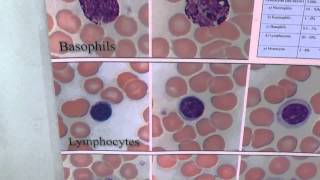 Blood Cells Poster [upl. by Rodolph]