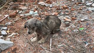 The sick dog has stayed at the owners old house refusing to leave believing the owner will return [upl. by Elephus]