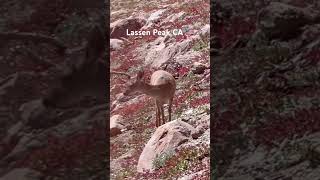 Lassen Peak 🇺🇸 CA [upl. by Cassady]