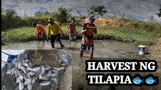 HARVEST KAMI NG TILAPIA SA FISHPOND NI APONG DABO [upl. by Lekram]