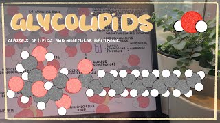 Characteristics of Glycolipids Glyceroglycolipids Glycosphingolipids amp More [upl. by Kynan]