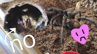 HARSH Tarantula gets REJECTED UNBOXING ·Emzotic· [upl. by Adiene265]