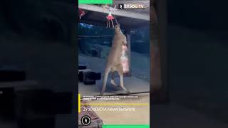 In Australia a wild kangaroo came and simply started practicing punching bags  2YoDo TV [upl. by Zaslow]