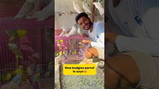 New budgies parrot le aaye😍 petlover minivlog kabutarvlog pigeonvlogger budgies parrot [upl. by Chapnick795]