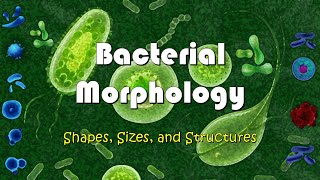 Understanding Bacterial Morphology  Shapes Sizes and Structures of Bacteria [upl. by Kohn211]