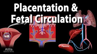 Embryology Development of the Placenta and Fetal Circulation Animation [upl. by Ttcos]