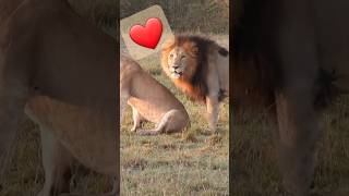 love life live livestream lions الشعبالهنديمالهحل [upl. by Aehcsrop950]