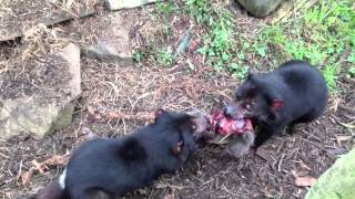 Tasmanian Devils and Wombats [upl. by Michele]