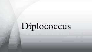 Diplococcus [upl. by Acinoreb]